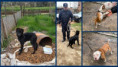 Mocoretá: Ordenaron el rescate y traslado a un refugio de dos perros ante un presunto caso de maltrato animal